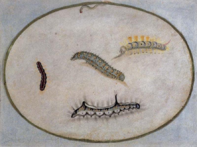 Maria Sibylla Merian Caterpillars Spain oil painting art